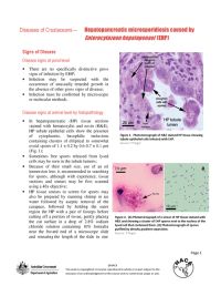 Hepatopancreatic microsporidiosis caused by Enterocytozoon hepatopenaei: Disease card