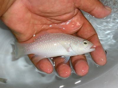 NACA-ACIAR projects developed hatchery technology for tropical groupers and other marine finfish.