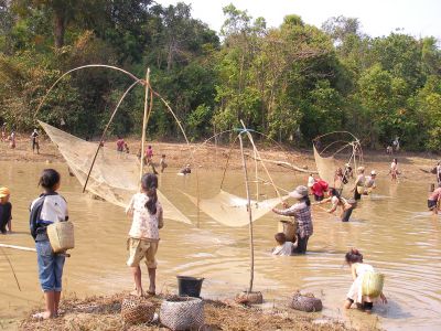 Community harvesting a culture-based fishery, Na Muang.