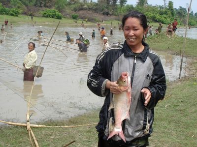 Harvesting a communal culture-based fishery in Thong Van, Vietnam.