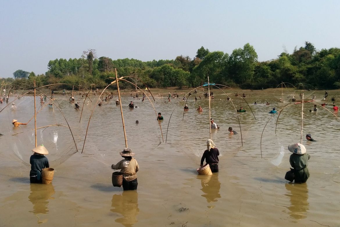 Communal harvesting of a culture-based fishery, Lao PDR.