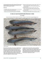 A view on murrel (snakehead) fisheries in India
