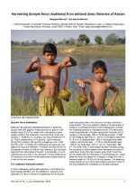 Harvesting Eurayle ferox (makhana) from wetland (beel) fisheries of Assam