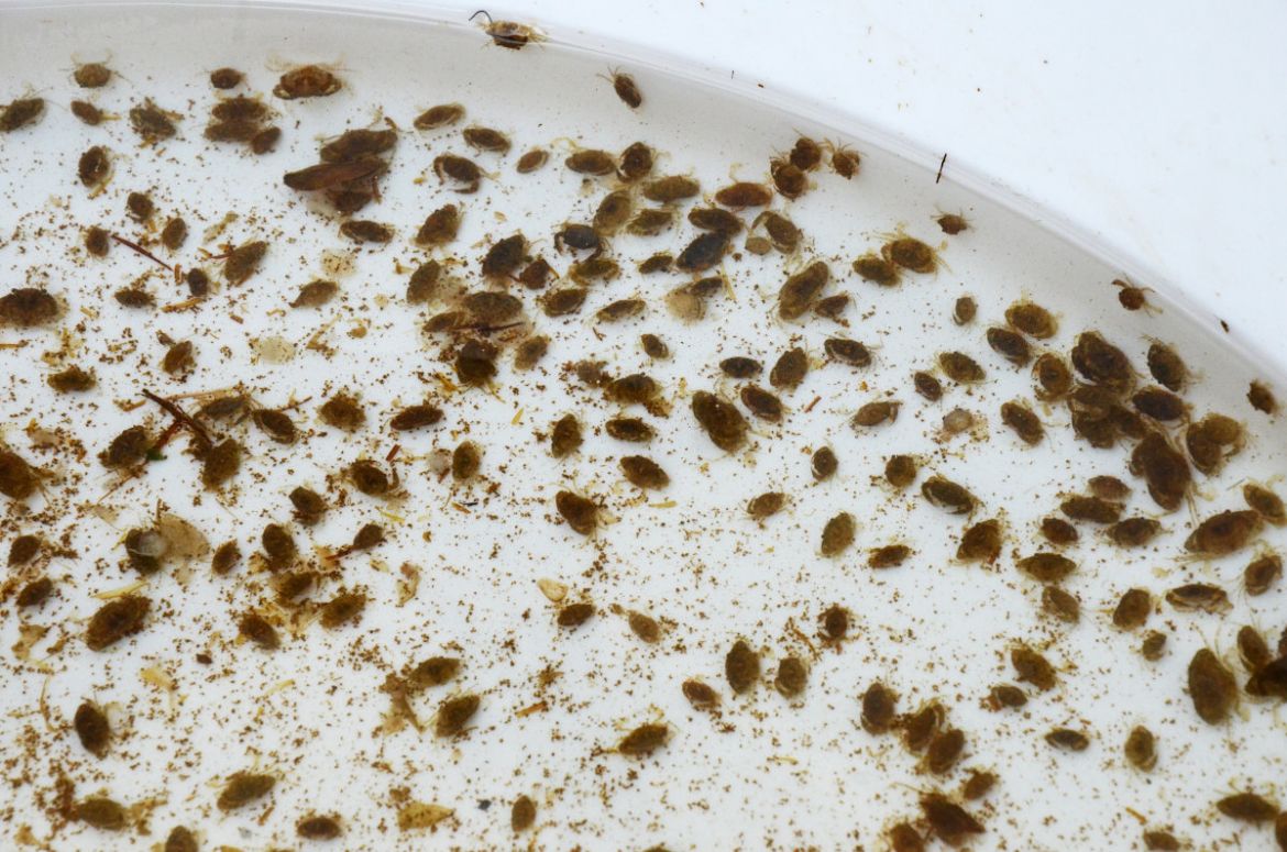 Crablets produced in the mangrove crab hatchery of SEAFDEC AQD.