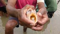 Eggs in mouth of female red tilapia
