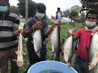 Pangas catfish brood stock and seed produced in Punjab by GADVASU in 2018.