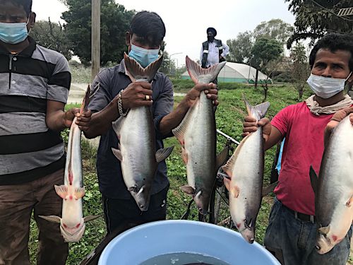 Pangas catfish brood stock and seed produced in Punjab by GADVASU in 2018.