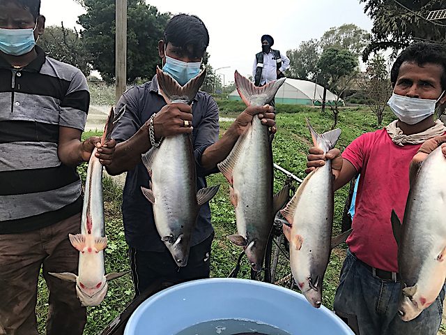 Pangas catfish brood stock and seed produced in Punjab by GADVASU in 2018.