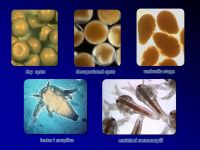 © Artemia Reference Center, Ghent University, Belgium