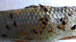 Expansion of host range of isopod Tachaea spongillicola infestation to fish species could pose a threat to aquaculture