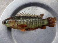 Mature female climbing perch