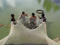 Netting climbing perch broodstock