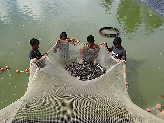 Netting climbing perch broodstock