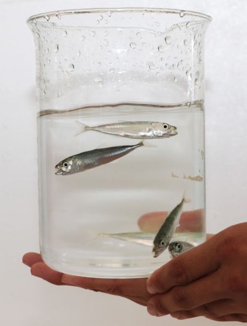 Some of the world’s first captive-bred round scad (Decapterus macrosoma), 48 days after hatching, at SEAFDEC/AQD in Iloilo, Philippines. Photo by JF Aldon.