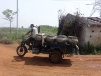 Tricycle motor trolley carrying spent major carps to broodstock pond.
