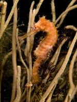 Spiny seahorse (Hippocampus histrix) from the northern coast of East Timor. Photo: Nick Hobgood (CC BY-SA 3.0).