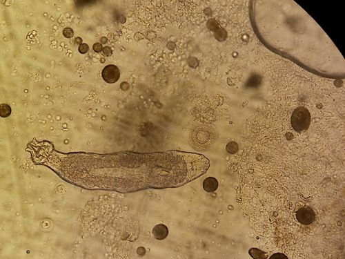 Mixed parasite infection in fry.