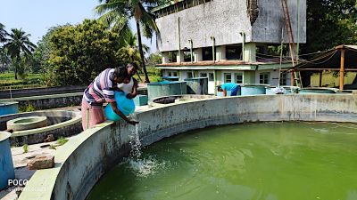 Application of green water in hilsa fry rearing pool.