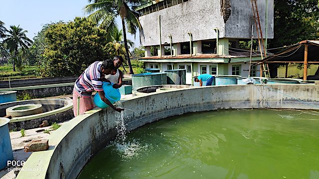 Application of green water in hilsa fry rearing pool.