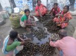 Collection of freshwater molluscs and sale of meat by women in Purba Medinipur, West Bengal, India