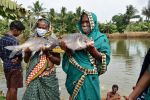 Dynamics of small-scale aquaculture development in India: A review