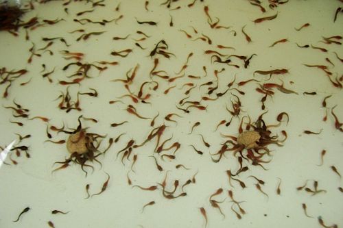Heteropneustes fossilis fingerlings.