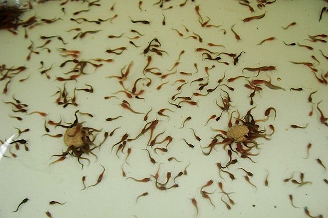 Heteropneustes fossilis fingerlings.