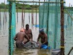 Sustainable livelihood model for coastal families through seabass fingerling production: A success story