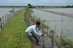 A pilot of integrated mangrove-aquaculture as a nature-based solution to mitigate climate change in West Bengal, India