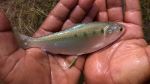 Culture of hilsa, Tenualosa ilisha in freshwater ponds: Progress and prospects in farming practice