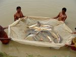 Information for farmers on yellow tail catfish, Pangasius pangasius, for easier captive production