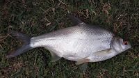 Pengba, Osteobrama belangeri – a candidate species for diversification in aquaculture