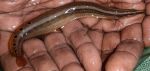 First report on successful captive breeding of peacock eel, Macrognathus aral