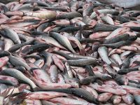 A transitional journey from fisheries to aquaculture in Moyna