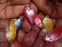 Colour widow tetra: A new and highly preferred aquarium fish in West Bengal