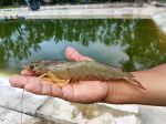 Thai Fish Project: A path towards a sustainable aquaculture
