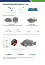 Quick fish sampling for disease diagnostics: Wet mount sampling guide (for ectoparasites & fungi)