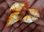 Aquarium fish culture in open village ponds in South 24 Parganas, West Bengal