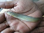 Breeding and seed production technology of striped spiny eel Macrognathus pancalus to benefit fish farmers