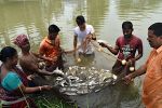 Scientific aquaculture to promote better livelihoods for Scheduled Caste farmers