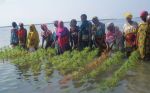 FAO Guidelines for Sustainable Aquaculture adopted by COFI