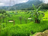 A rice field with water-filled trenches for fish culture, Nagaland.