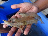Market-sized Penaeus vannamei from a farm in Purba Medinipur.