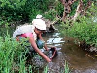 Tribal woman harvesting freshwater snails.