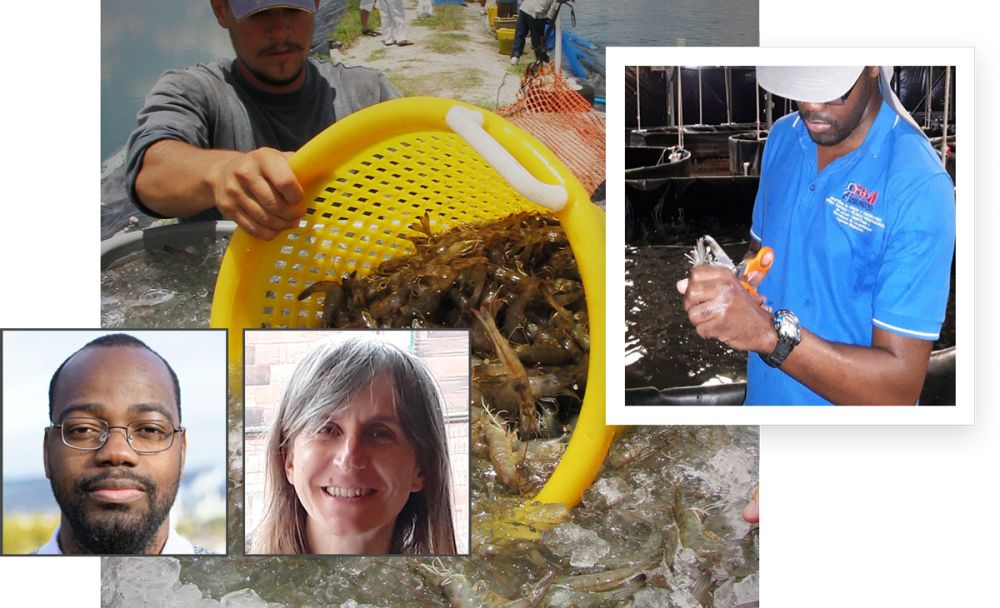 Clockwise from top: Chill-killing Pacific white shrimp in an ice slurry; performing eyestalk ablation; Amaya Albalat and Simao Zacarias of the University of Stirling.
