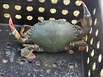Orange mud crab (Scylla olivaceous) in a fattening box.