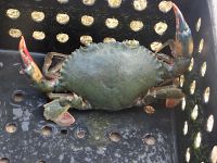 Farming of orange mud crab in the Indian Sundarbans: Opportunities and challenges