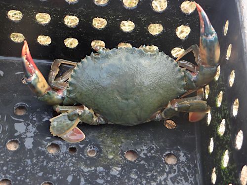 Orange mud crab (Scylla olivaceous) in a fattening box.