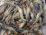 Giant freshwater prawn for sale in market.