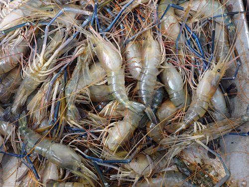Giant freshwater prawn for sale in market.